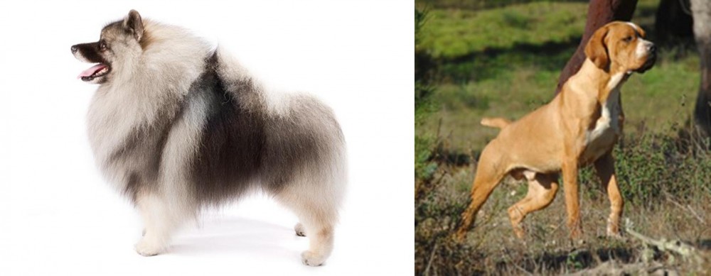 Portuguese Pointer vs Keeshond - Breed Comparison
