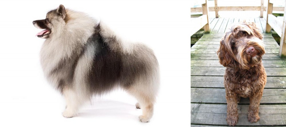 Portuguese Water Dog vs Keeshond - Breed Comparison
