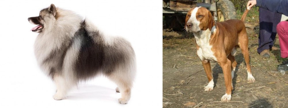 Posavac Hound vs Keeshond - Breed Comparison
