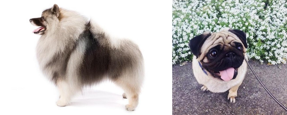 Pug vs Keeshond - Breed Comparison