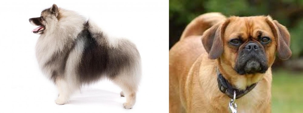 Pugalier vs Keeshond - Breed Comparison