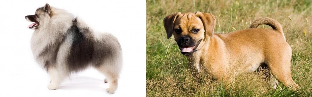 Puggle vs Keeshond - Breed Comparison