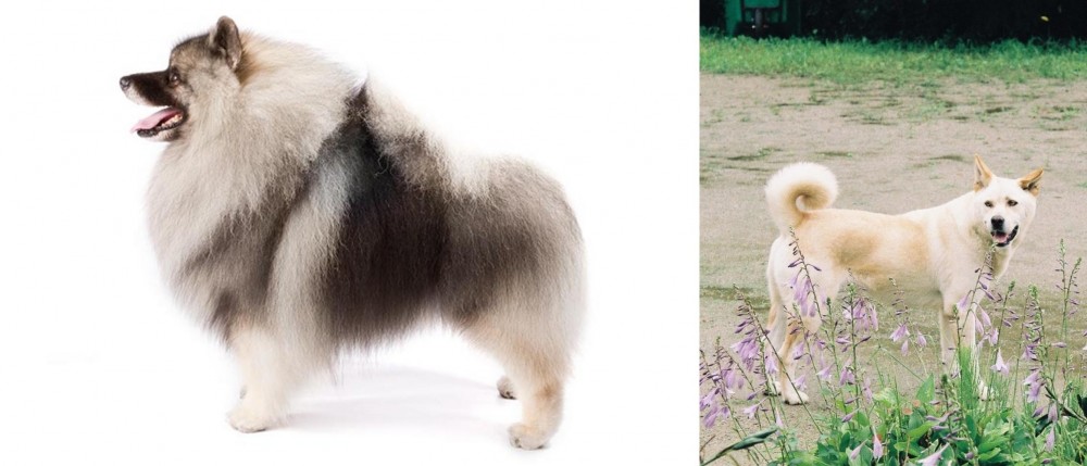 Pungsan Dog vs Keeshond - Breed Comparison