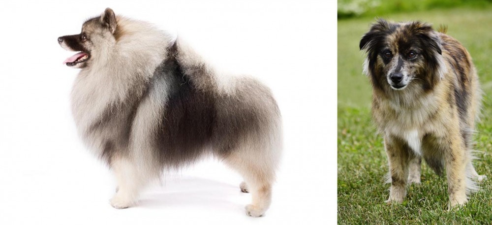 Pyrenean Shepherd vs Keeshond - Breed Comparison