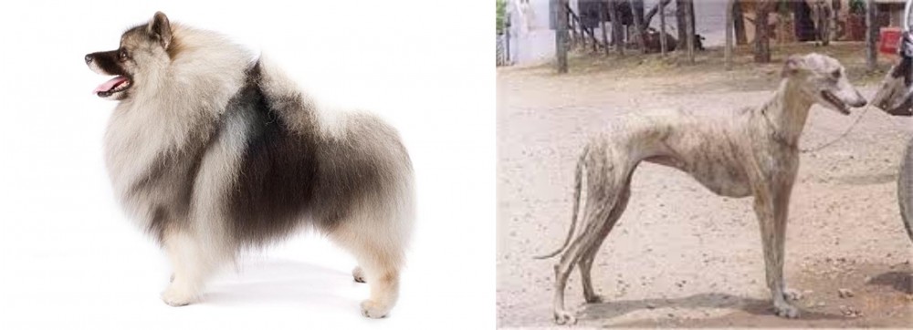 Rampur Greyhound vs Keeshond - Breed Comparison