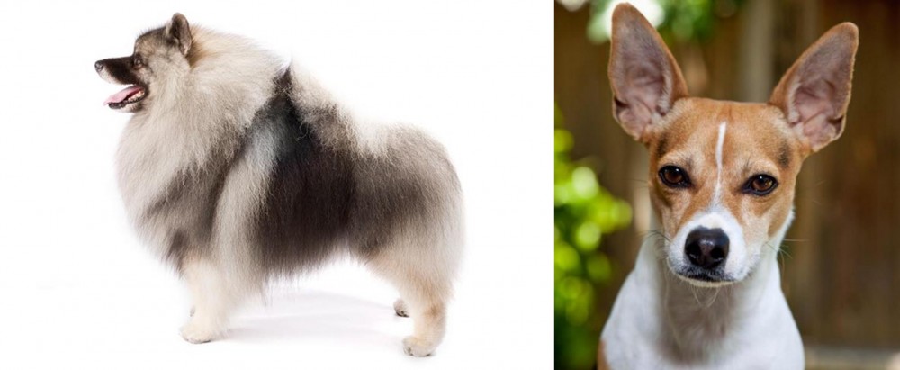 Rat Terrier vs Keeshond - Breed Comparison