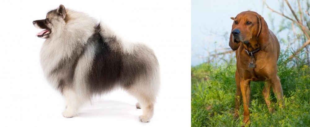 Redbone Coonhound vs Keeshond - Breed Comparison