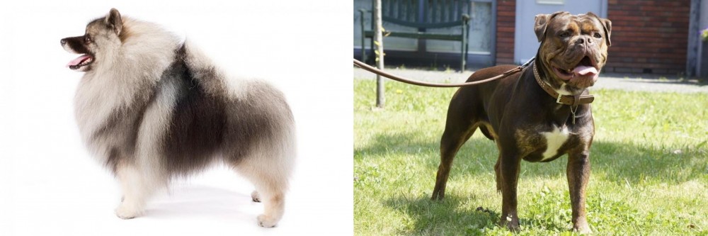 Renascence Bulldogge vs Keeshond - Breed Comparison