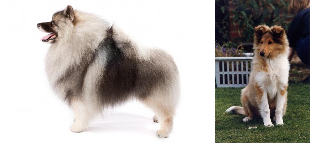 Rough Collie vs Keeshond - Breed Comparison