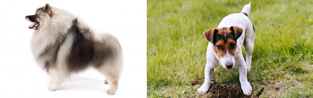 Russell Terrier vs Keeshond - Breed Comparison