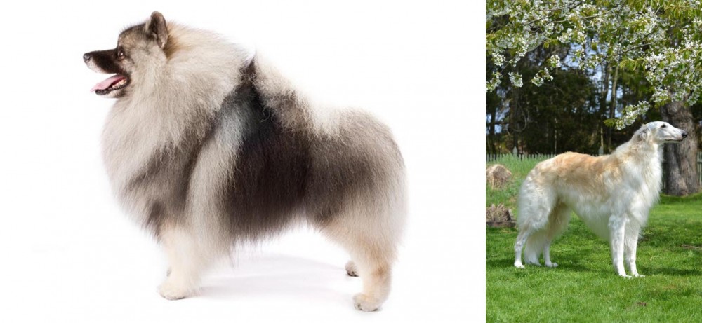 Russian Hound vs Keeshond - Breed Comparison