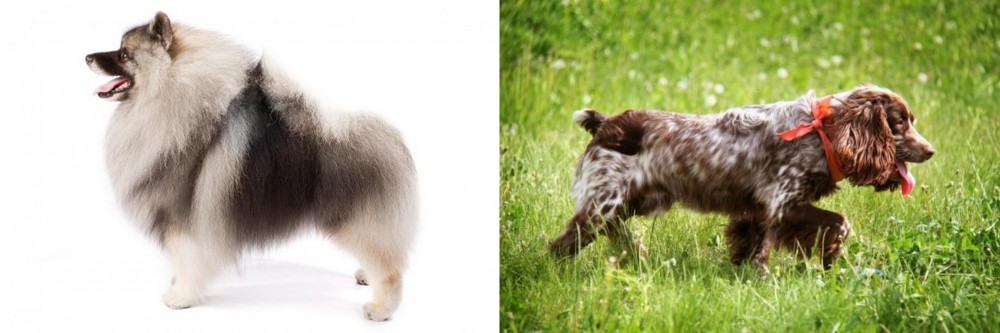 Russian Spaniel vs Keeshond - Breed Comparison
