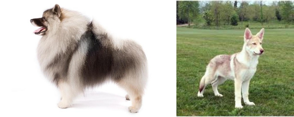 Saarlooswolfhond vs Keeshond - Breed Comparison