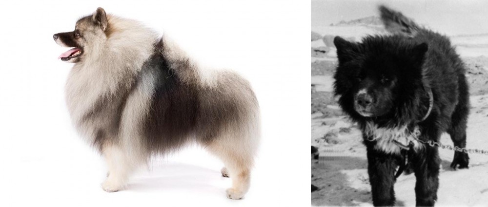 Sakhalin Husky vs Keeshond - Breed Comparison