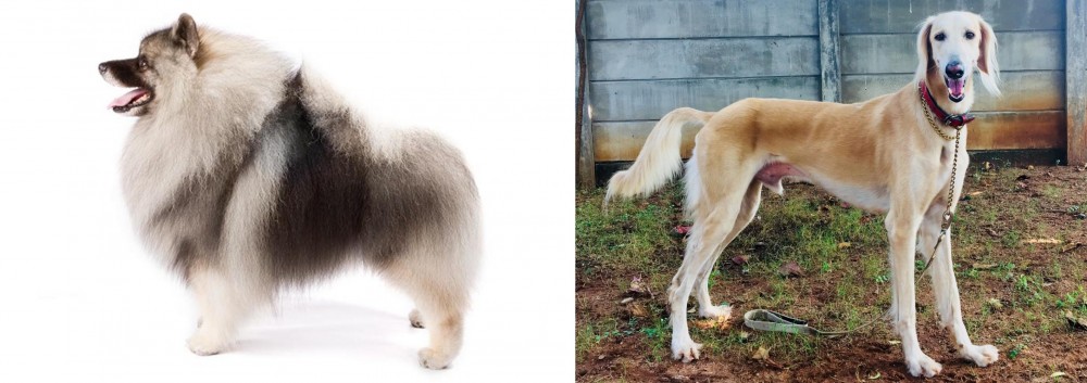 Saluki vs Keeshond - Breed Comparison