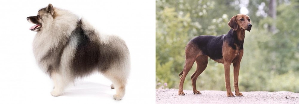 Schillerstovare vs Keeshond - Breed Comparison