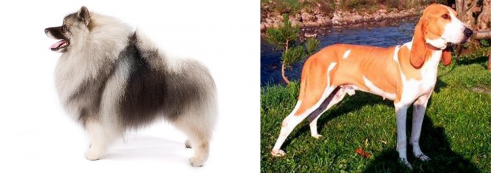 Schweizer Laufhund vs Keeshond - Breed Comparison