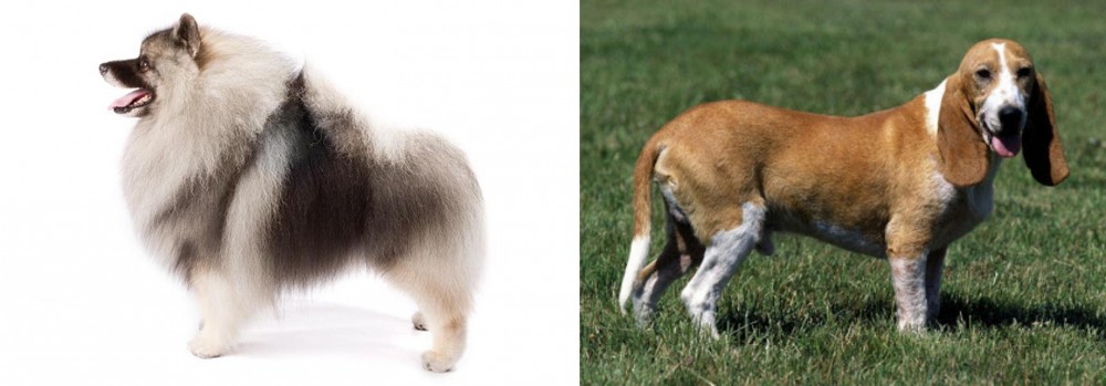Schweizer Niederlaufhund vs Keeshond - Breed Comparison