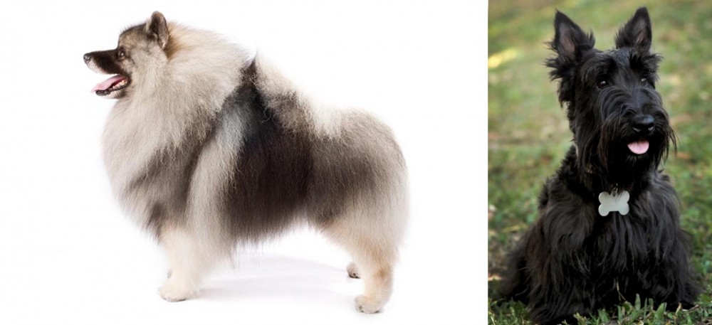 Scoland Terrier vs Keeshond - Breed Comparison