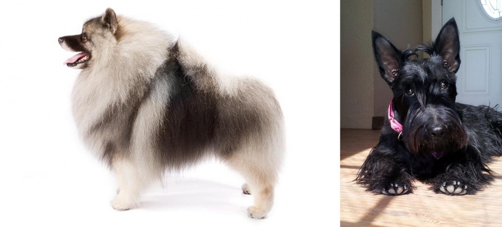 Scottish Terrier vs Keeshond - Breed Comparison