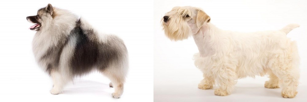 Sealyham Terrier vs Keeshond - Breed Comparison