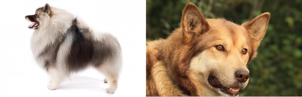 Seppala Siberian Sleddog vs Keeshond - Breed Comparison