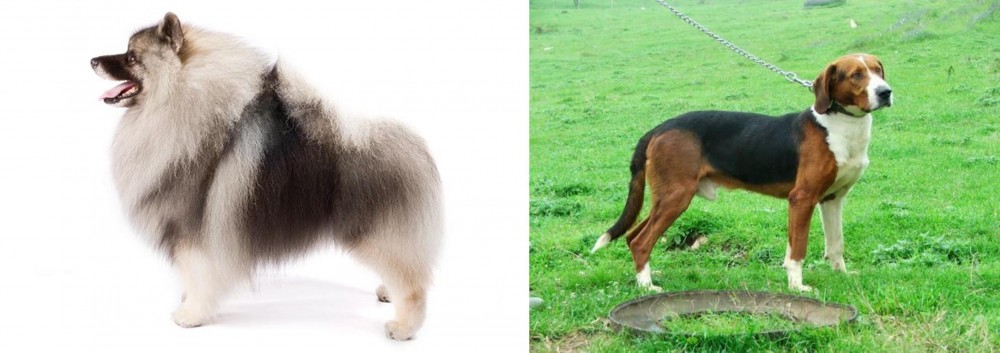 Serbian Tricolour Hound vs Keeshond - Breed Comparison