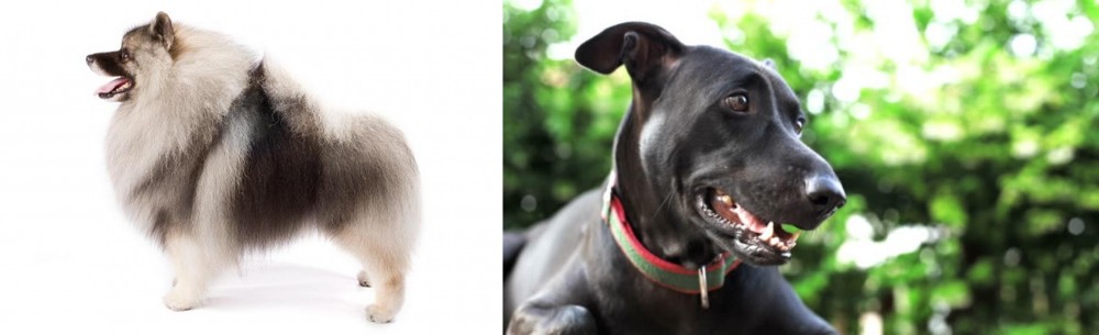 Shepard Labrador vs Keeshond - Breed Comparison