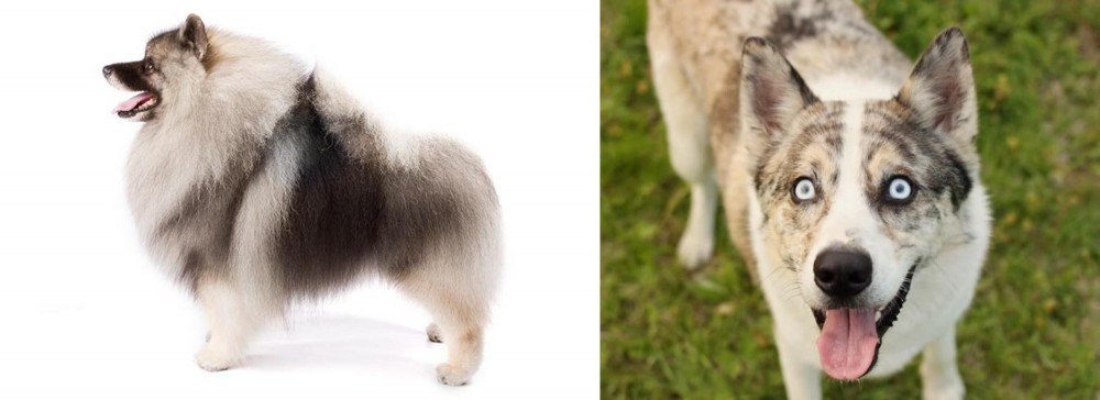 Shepherd Husky vs Keeshond - Breed Comparison
