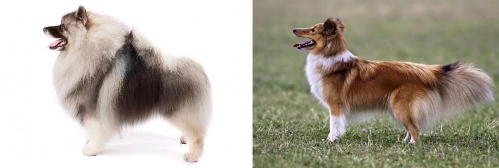Shetland Sheepdog vs Keeshond - Breed Comparison