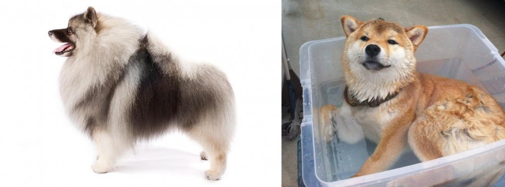 Shiba Inu vs Keeshond - Breed Comparison