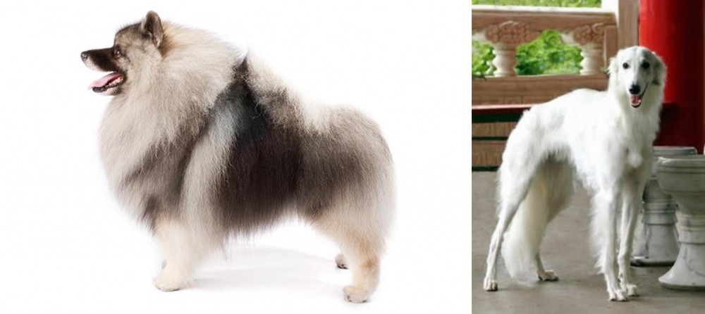 Silken Windhound vs Keeshond - Breed Comparison