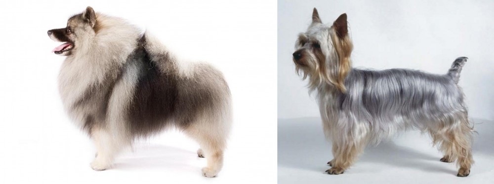 Silky Terrier vs Keeshond - Breed Comparison