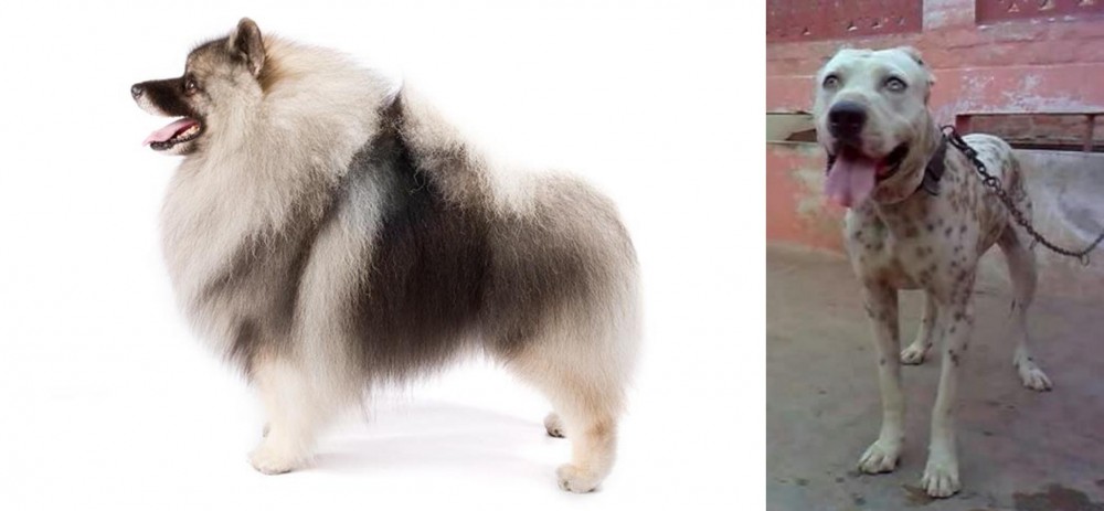 Sindh Mastiff vs Keeshond - Breed Comparison