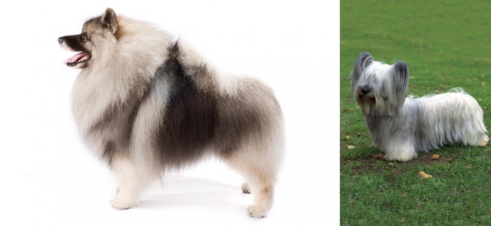 Skye Terrier vs Keeshond - Breed Comparison
