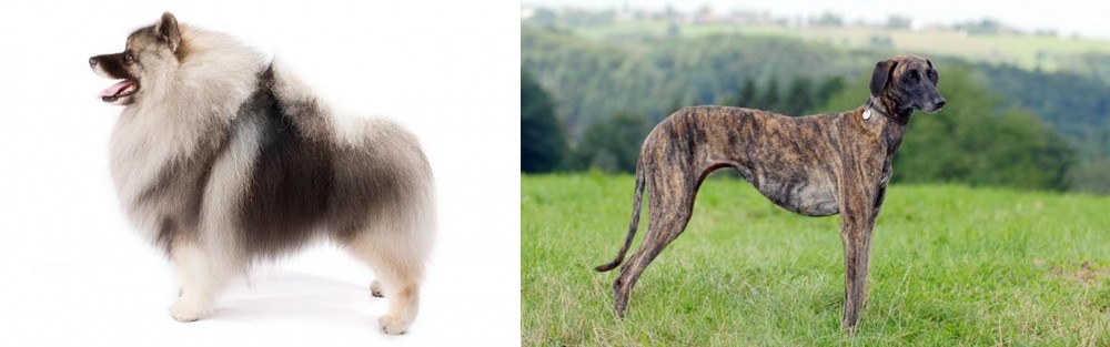 Sloughi vs Keeshond - Breed Comparison