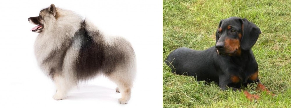 Slovakian Hound vs Keeshond - Breed Comparison