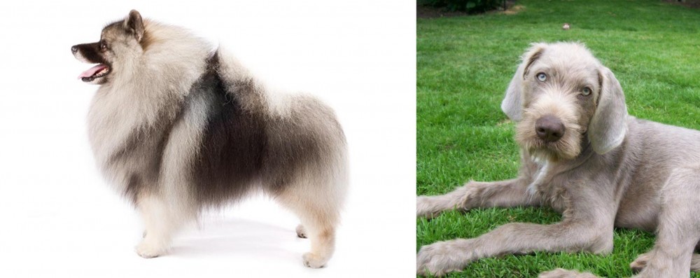 Slovakian Rough Haired Pointer vs Keeshond - Breed Comparison