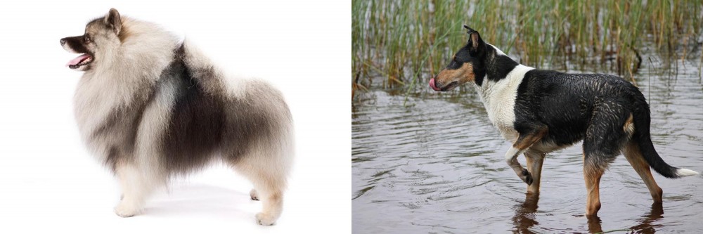 Smooth Collie vs Keeshond - Breed Comparison