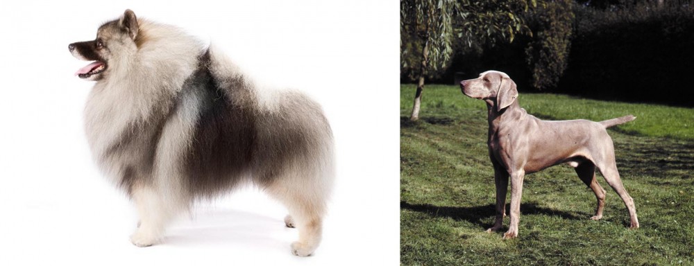 Smooth Haired Weimaraner vs Keeshond - Breed Comparison