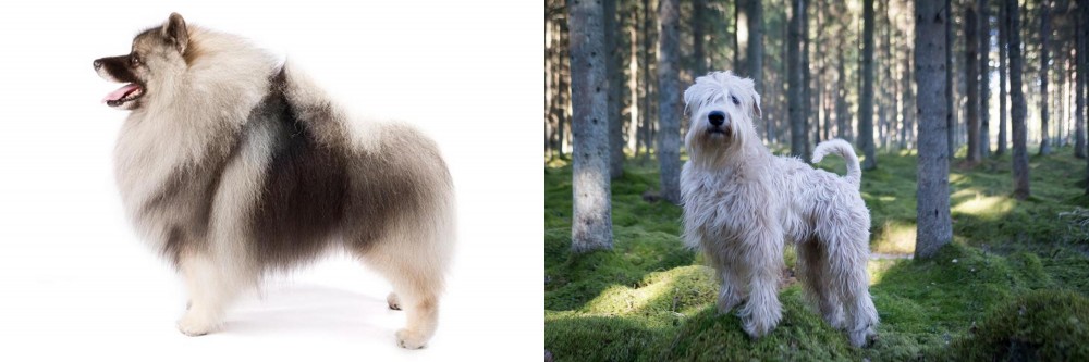 Soft-Coated Wheaten Terrier vs Keeshond - Breed Comparison