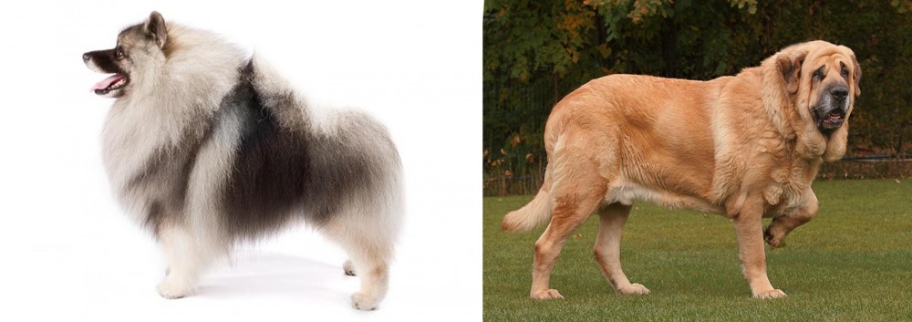 Spanish Mastiff vs Keeshond - Breed Comparison