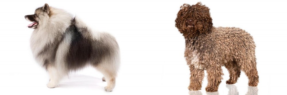 Spanish Water Dog vs Keeshond - Breed Comparison