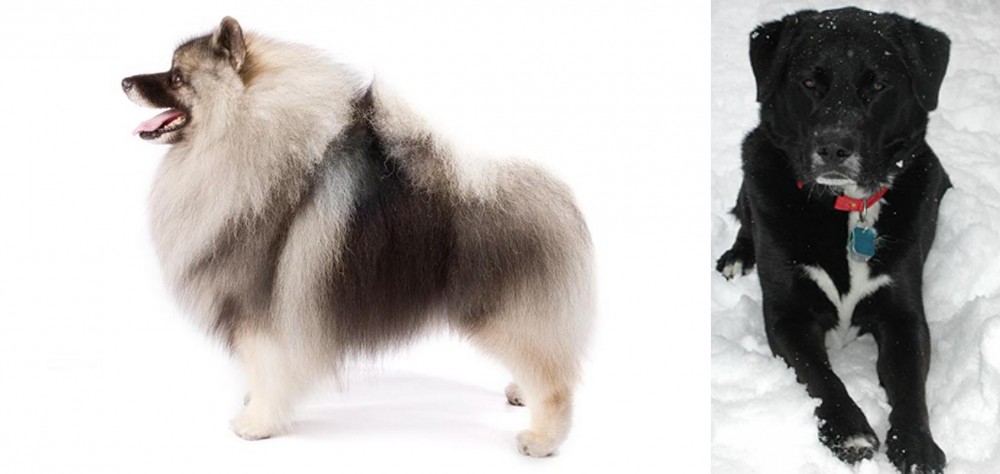 St. John's Water Dog vs Keeshond - Breed Comparison