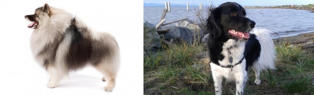 Stabyhoun vs Keeshond - Breed Comparison