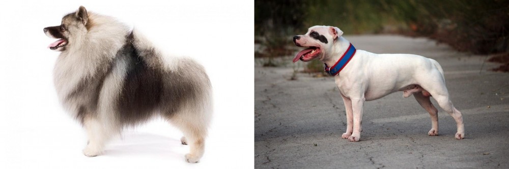 Staffordshire Bull Terrier vs Keeshond - Breed Comparison