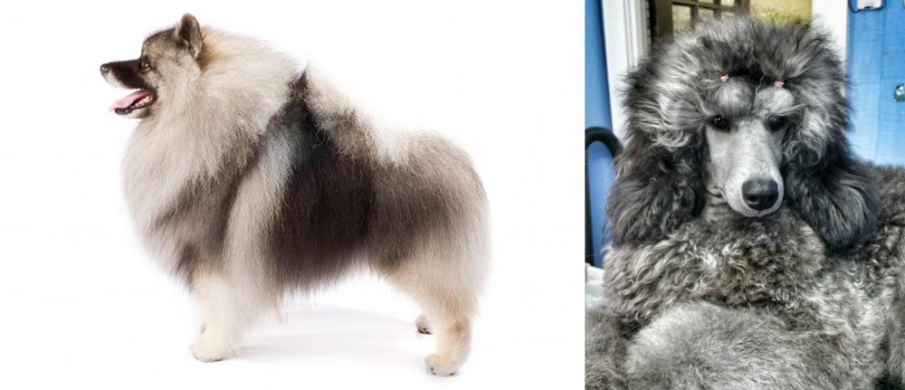 Standard Poodle vs Keeshond - Breed Comparison