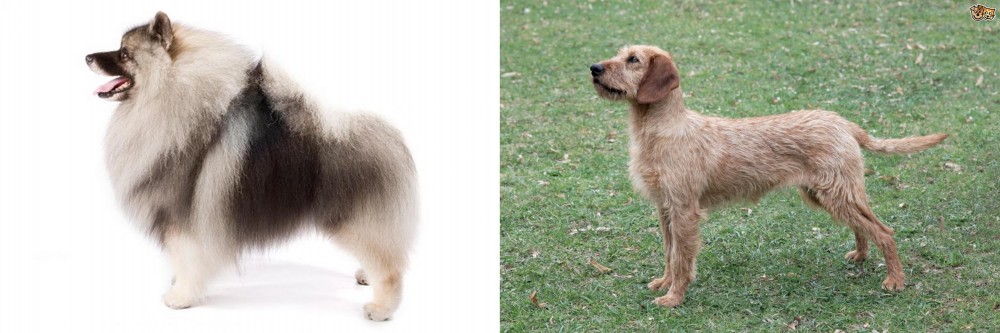 Styrian Coarse Haired Hound vs Keeshond - Breed Comparison