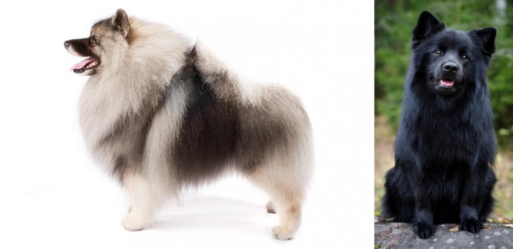 Swedish Lapphund vs Keeshond - Breed Comparison