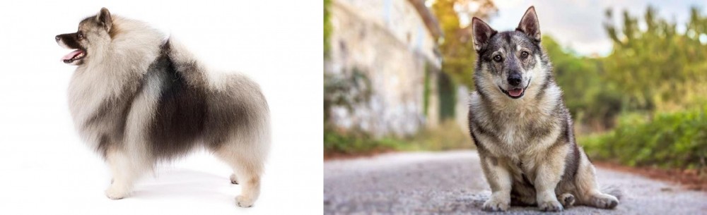 Swedish Vallhund vs Keeshond - Breed Comparison